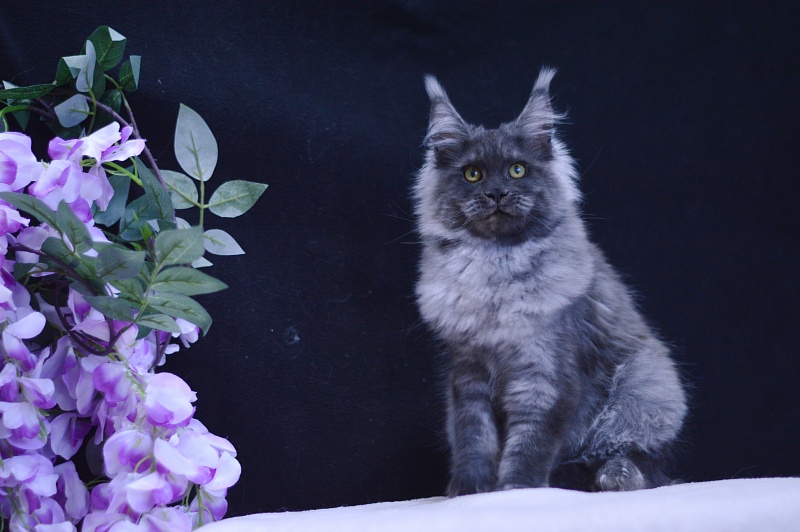 Excel Akbars - Kitten maine-coon 5 months
