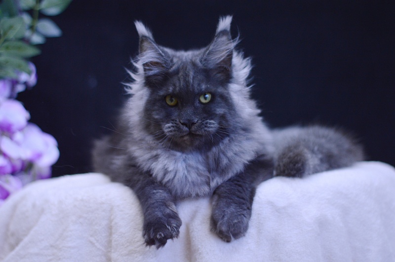 Excel Akbars - Kitten maine-coon 5 months