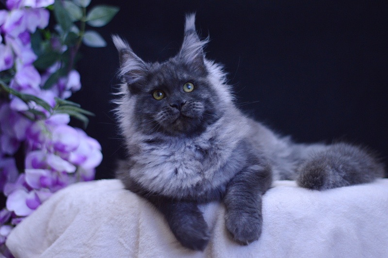 Excel Akbars - Kitten maine-coon 5 months