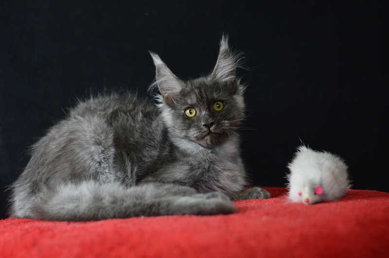 Excel Akbars - Kitten maine-coon 3 months 1.5 week