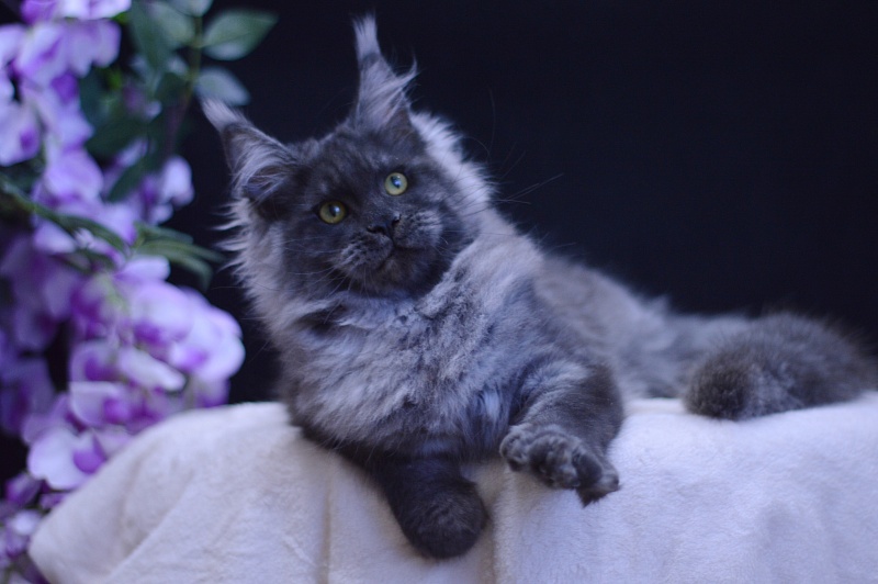 Excel Akbars - Kitten maine-coon 5 months