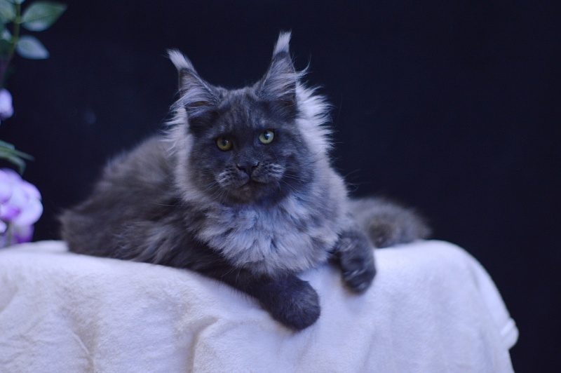 Excel Akbars - Kitten maine-coon 5 months