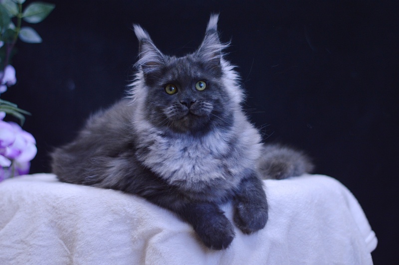 Excel Akbars - Kitten maine-coon 5 months