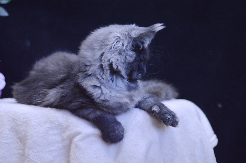 Excel Akbars - Kitten maine-coon 5 months