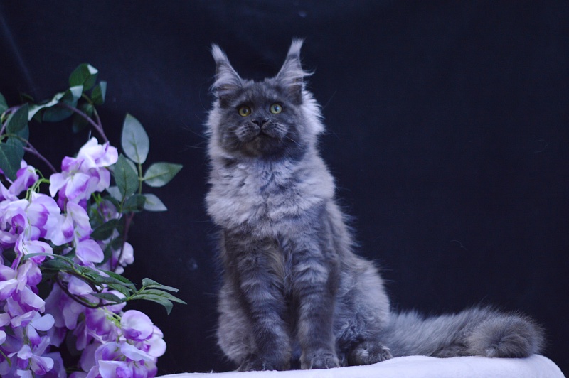 Excel Akbars - Kitten maine-coon 5 months