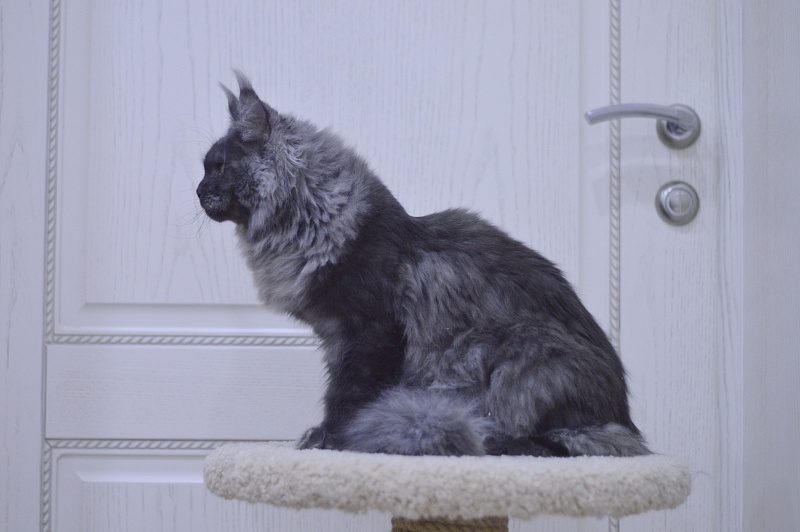 Excel Akbars - Kitten maine-coon 6 months 0.5 weeks