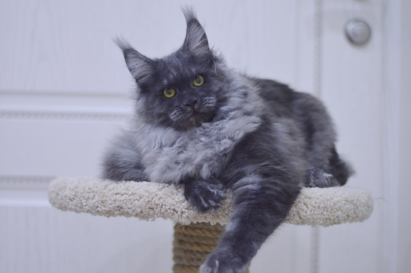 Excel Akbars - Kitten maine-coon 6 months 0.5 weeks