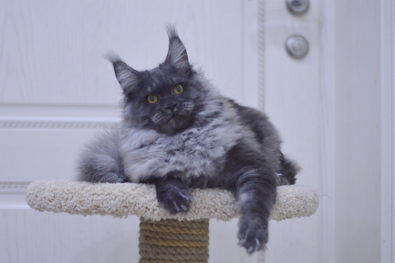 Excel Akbars - Kitten maine-coon 6 months 0.5 weeks