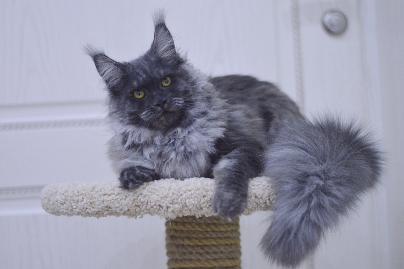 Excel Akbars - Kitten maine-coon 6 months 0.5 weeks
