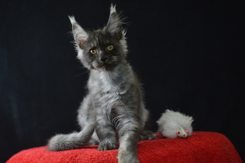 Excel Akbars - Kitten maine-coon 3 months 1.5 week