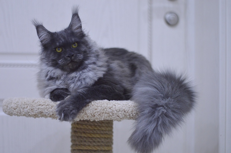 Excel Akbars - Kitten maine-coon 6 months 0.5 weeks