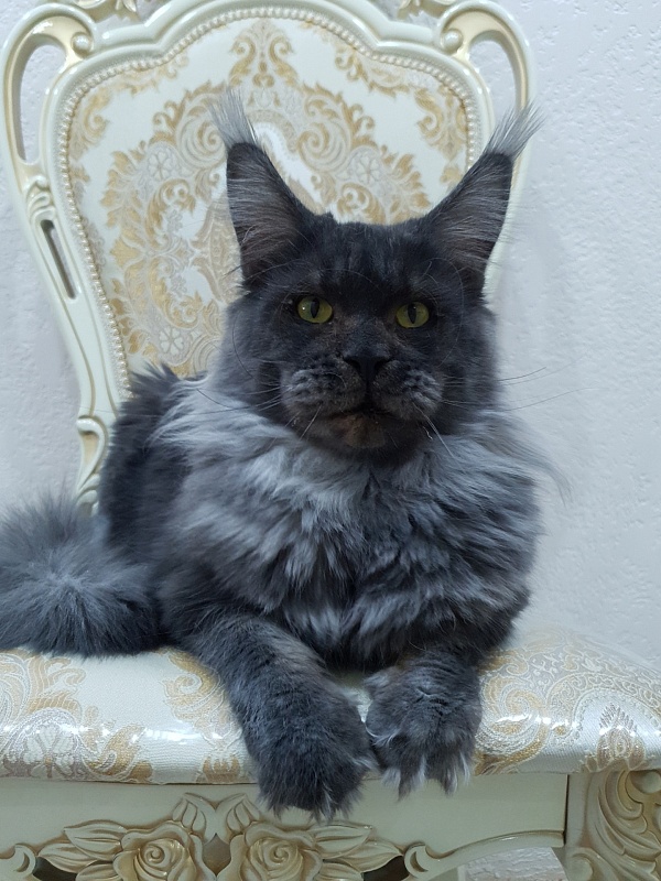 Excel Akbars - Adult maine-coon 1 year 4 months