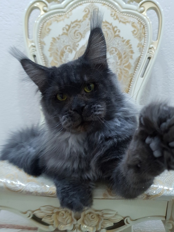 Excel Akbars - Adult maine-coon 1 year 4 months