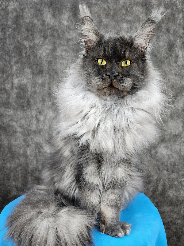 Excel Akbars - Adult maine-coon 1 year 6 months 3 weeks