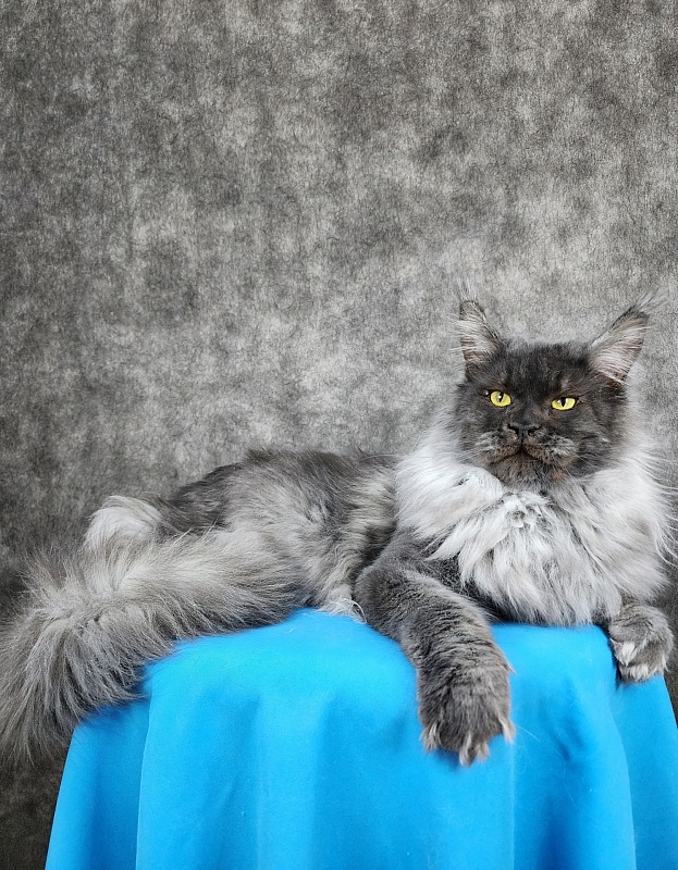 Excel Akbars - Adult maine-coon 1 year 6 months 3 weeks