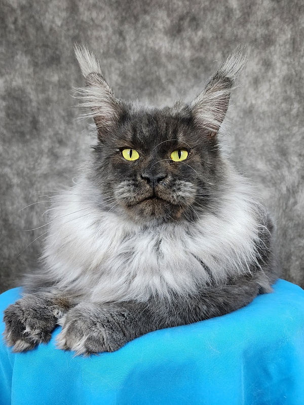 Excel Akbars - Adult maine-coon 1 year 6 months 3 weeks