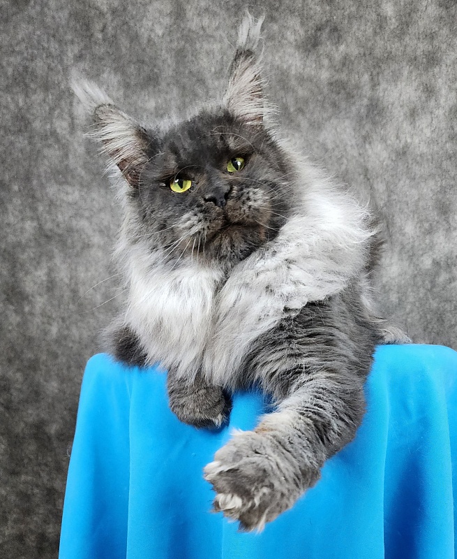 Excel Akbars - Adult maine-coon 1 year 6 months 3 weeks