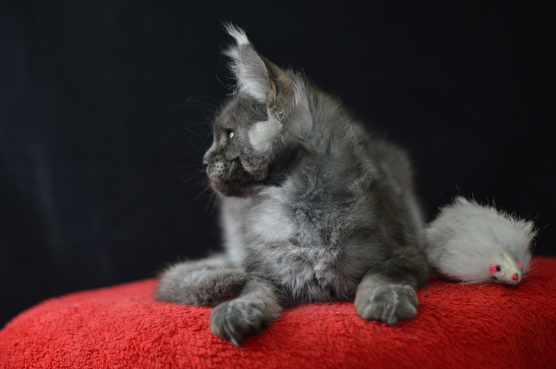 Excel Akbars - Kitten maine-coon 3 months 1.5 week