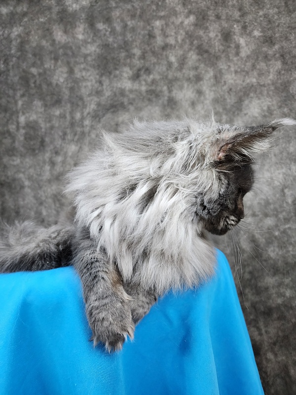 Excel Akbars - Adult maine-coon 1 year 6 months 3 weeks