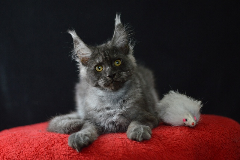 Excel Akbars - Kitten maine-coon 3 months 1.5 week