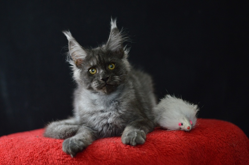 Excel Akbars - Kitten maine-coon 3 months 1.5 week