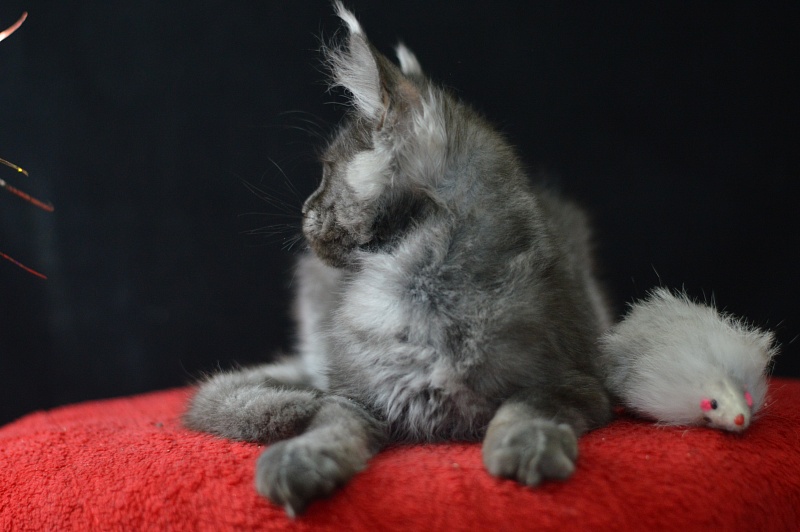 Excel Akbars - Kitten maine-coon 3 months 1.5 week