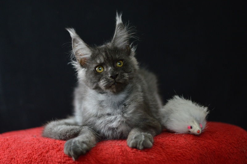 Excel Akbars - Kitten maine-coon 3 months 1.5 week