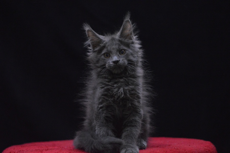 Nemo Akbars - Kitten maine-coon 2 months 2.5 weeks