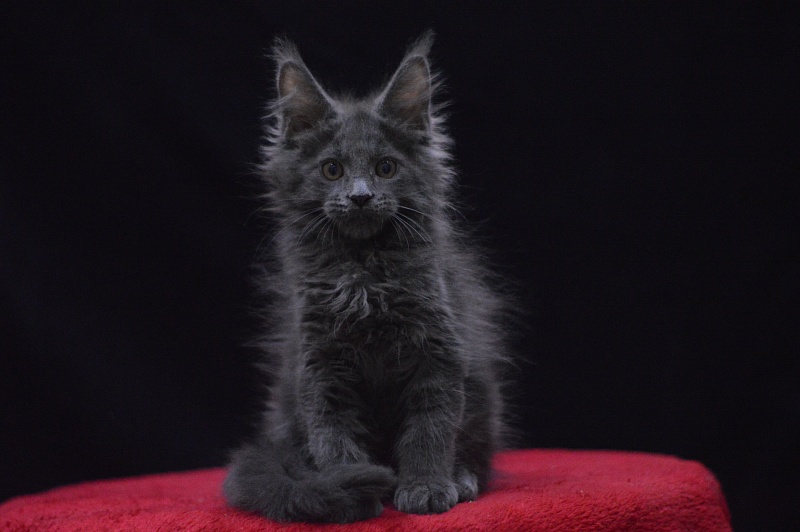 Nemo Akbars - Kitten maine-coon 2 months 2.5 weeks