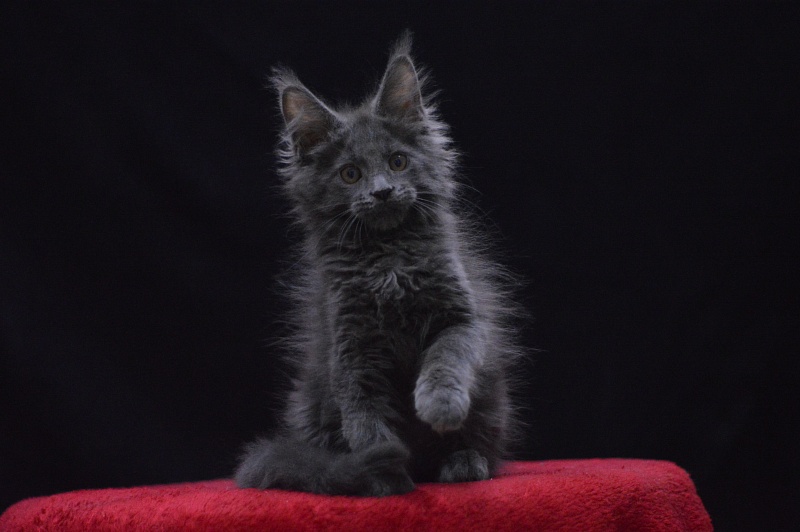 Nemo Akbars - Kitten maine-coon 2 months 2.5 weeks