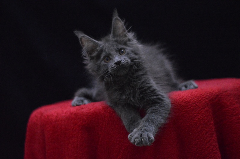 Nemo Akbars - Kitten maine-coon 2 months 2.5 weeks