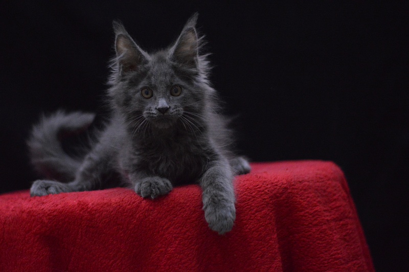 Nemo Akbars - Kitten maine-coon 2 months 2.5 weeks