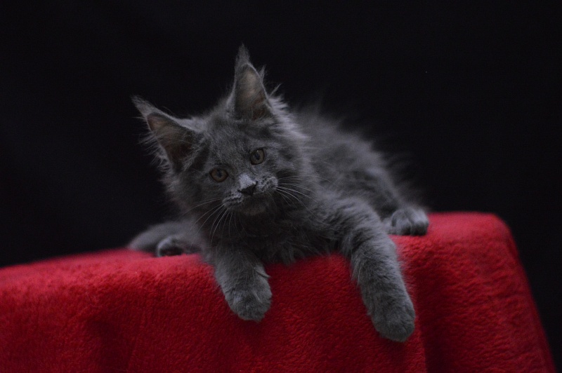 Nemo Akbars - Kitten maine-coon 2 months 2.5 weeks