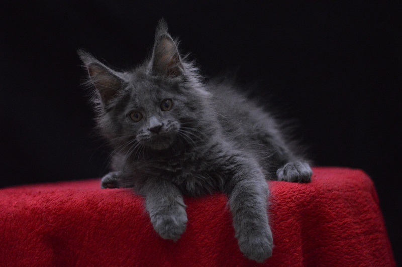 Nemo Akbars - Kitten maine-coon 2 months 2.5 weeks