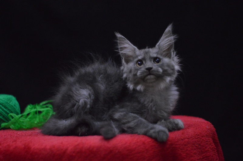 Naomi Akbars - Kitten maine-coon 2 months 3.5 weeks