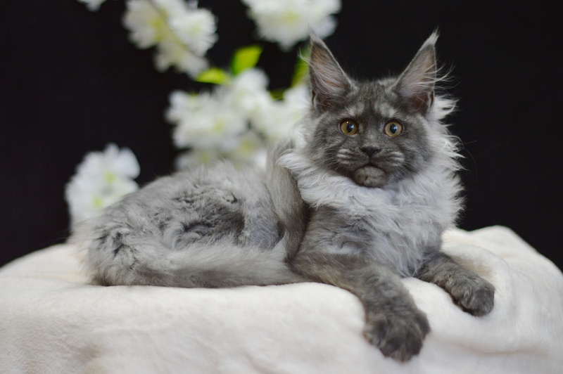 Naomi Akbars - Kitten maine-coon 4 months 0.5 weeks