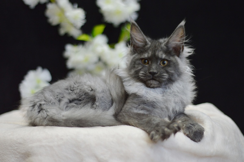 Naomi Akbars - Kitten maine-coon 4 months 0.5 weeks