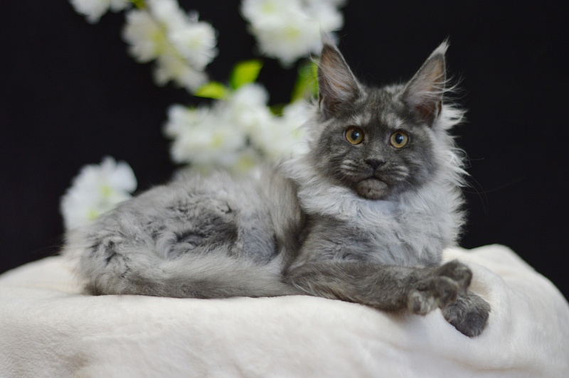 Naomi Akbars - Kitten maine-coon 4 months 0.5 weeks