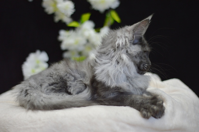 Naomi Akbars - Kitten maine-coon 4 months 0.5 weeks