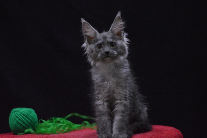 Naomi Akbars - Kitten maine-coon 2 months 3.5 weeks