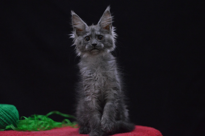 Naomi Akbars - Kitten maine-coon 2 months 3.5 weeks