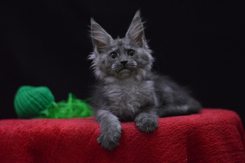 Naomi Akbars - Kitten maine-coon 2 months 3.5 weeks