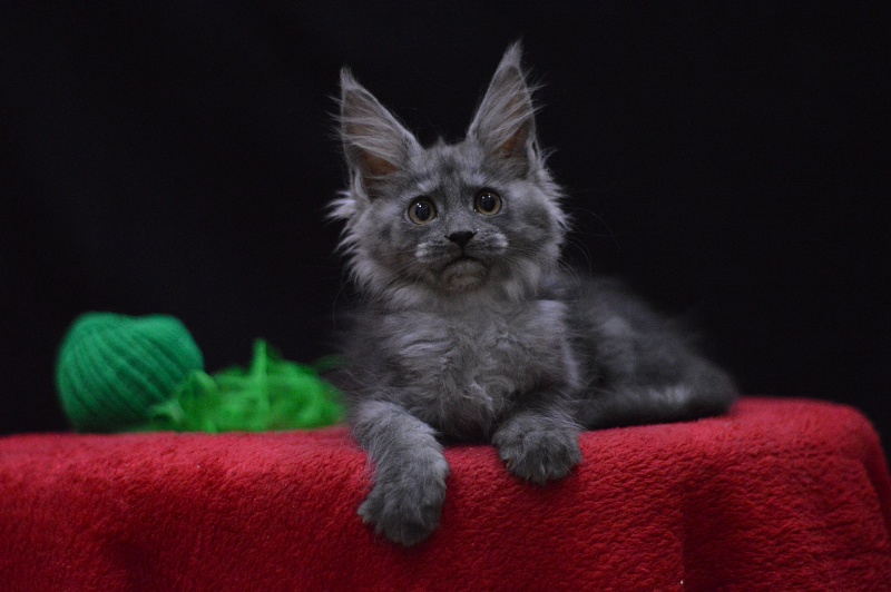 Naomi Akbars - Kitten maine-coon 2 months 3.5 weeks