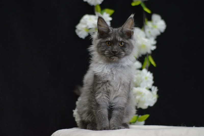 Naomi Akbars - Kitten maine-coon 4 months 0.5 weeks