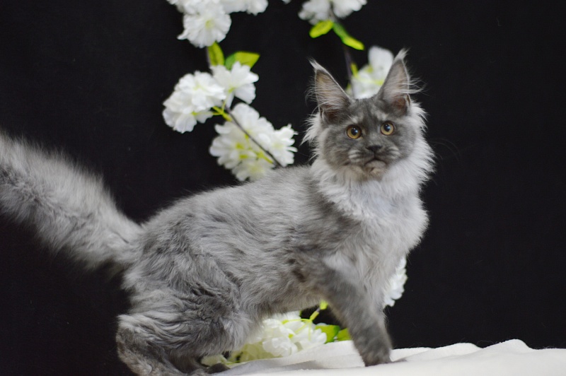 Naomi Akbars - Kitten maine-coon 4 months 0.5 weeks