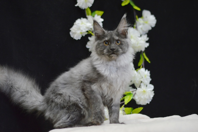 Naomi Akbars - Kitten maine-coon 4 months 0.5 weeks