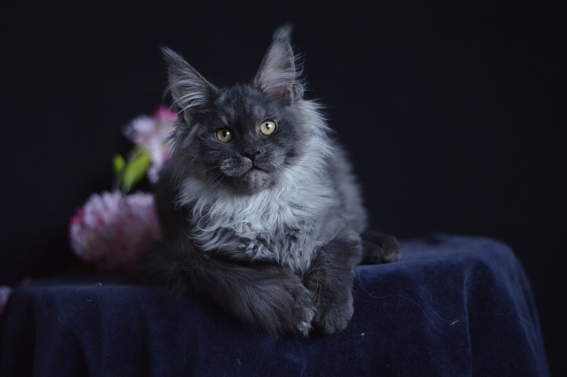 Natasha Akbars - Kitten maine-coon 4 months 1 week