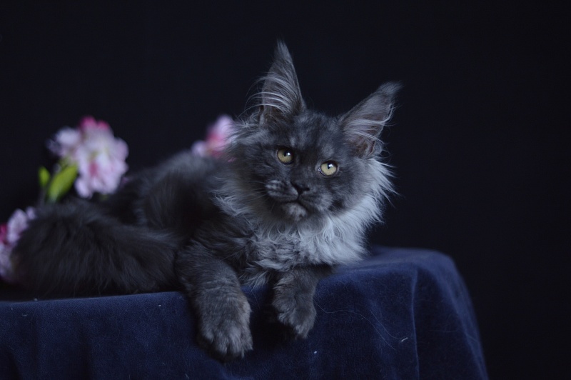 Natasha Akbars - Kitten maine-coon 4 months 1 week
