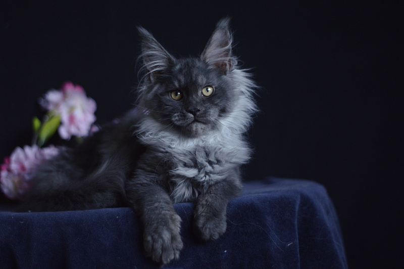 Natasha Akbars - Kitten maine-coon 4 months 1 week