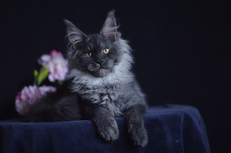 Natasha Akbars - Kitten maine-coon 4 months 1 week